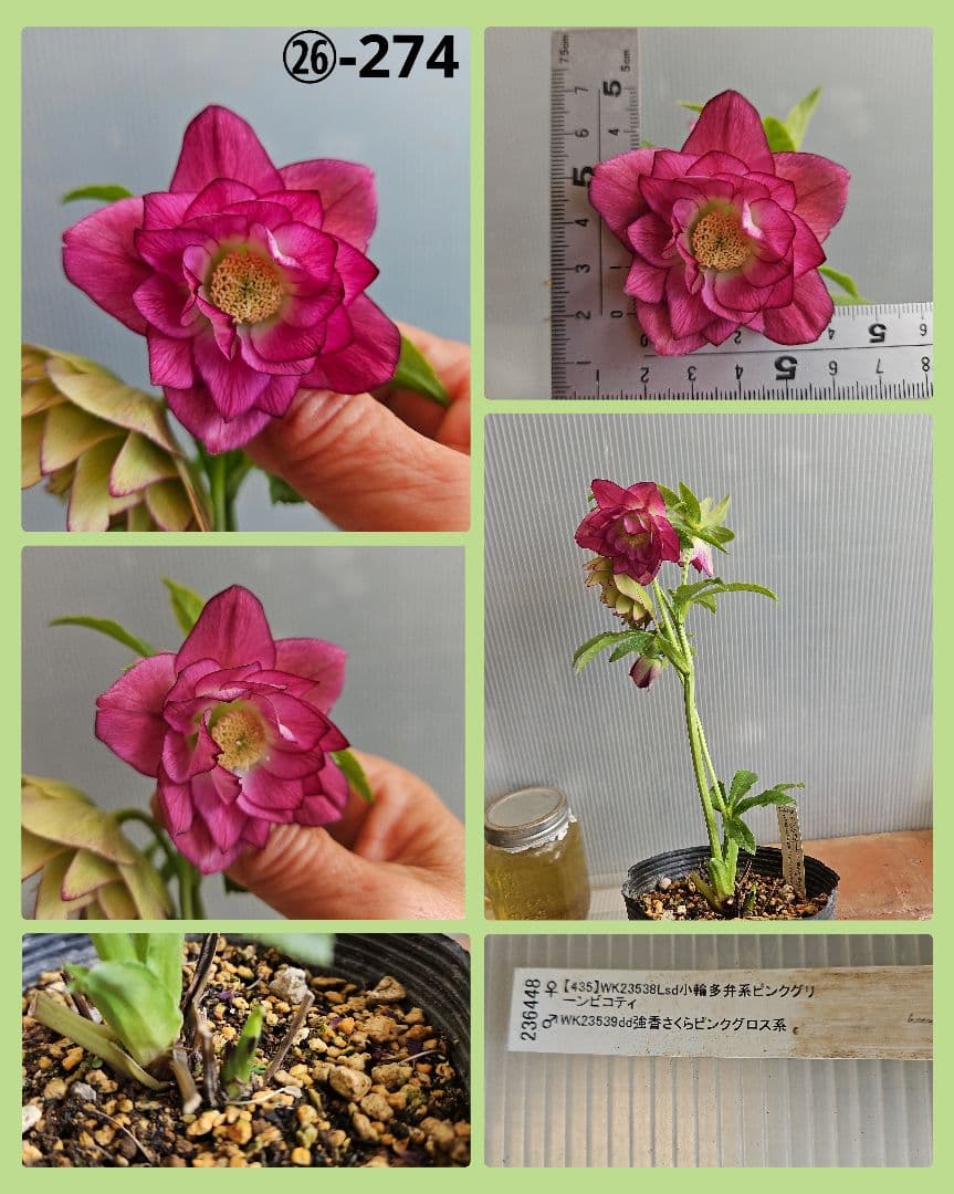 ★おぎっちょ様ご購入苗✿㉖-99✿㉖-274クリスマスローズ