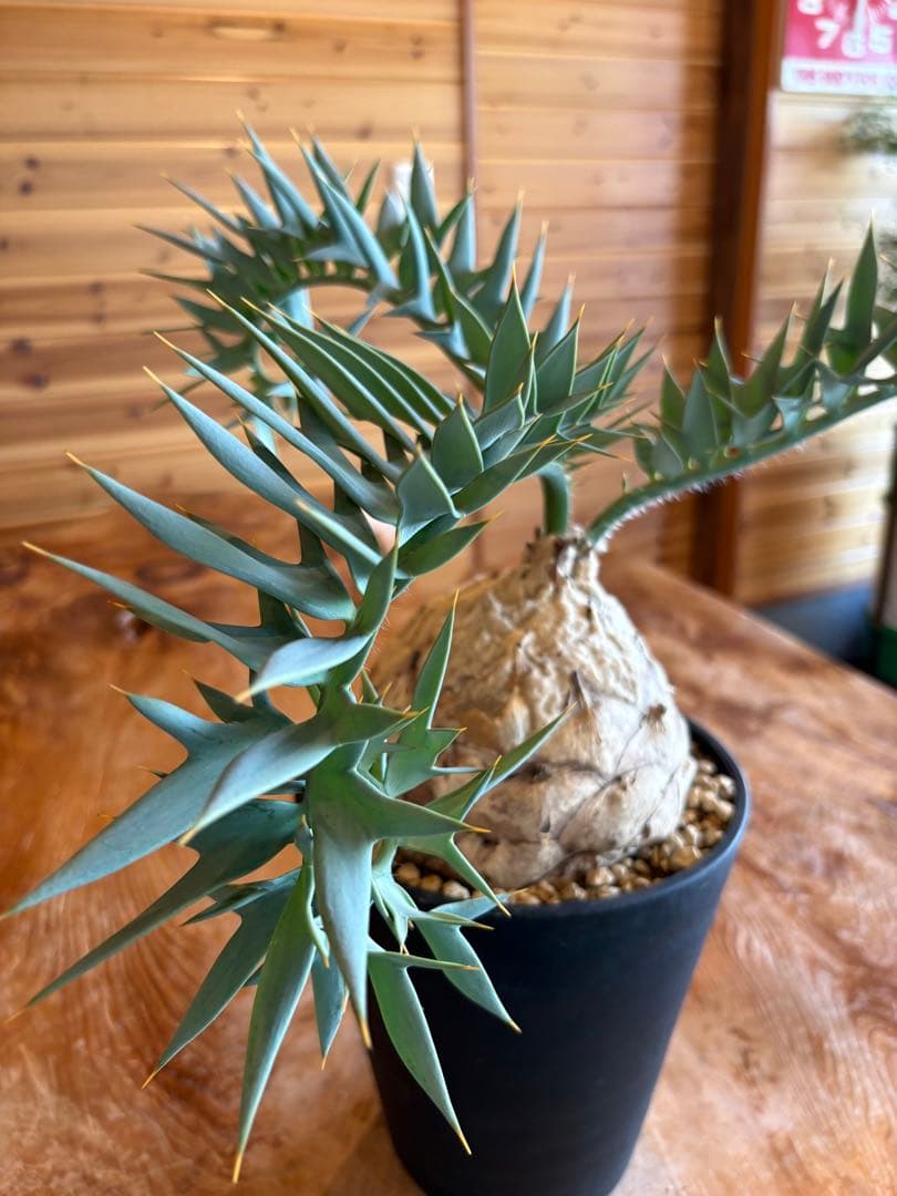 歳末最強セール　 エンセファラルトス ホリダス ドワーフ株