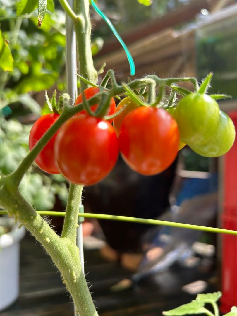 確認用　大雪ドライブ　長浜城　愛犬　玉玉　トラ