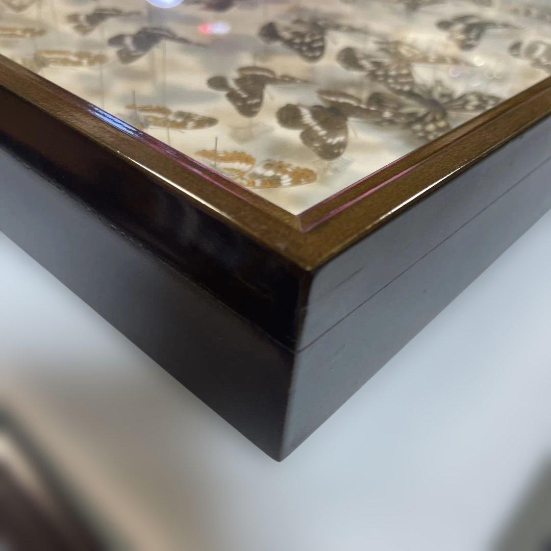 蝶標本、イシガケ-イチモンジ-ミスジの仲間46匹