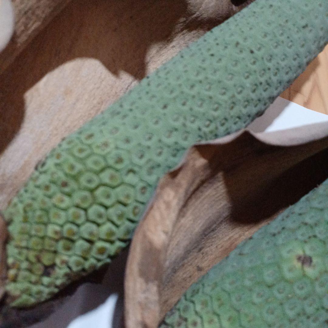 モンステラ(デリシオーサの実) 12個