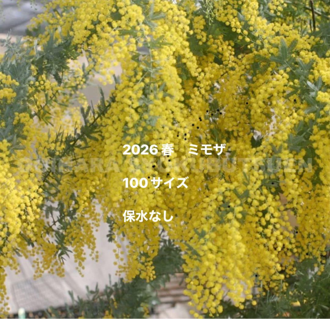 2026 フレッシュミモザ　100サイズ 保水なし