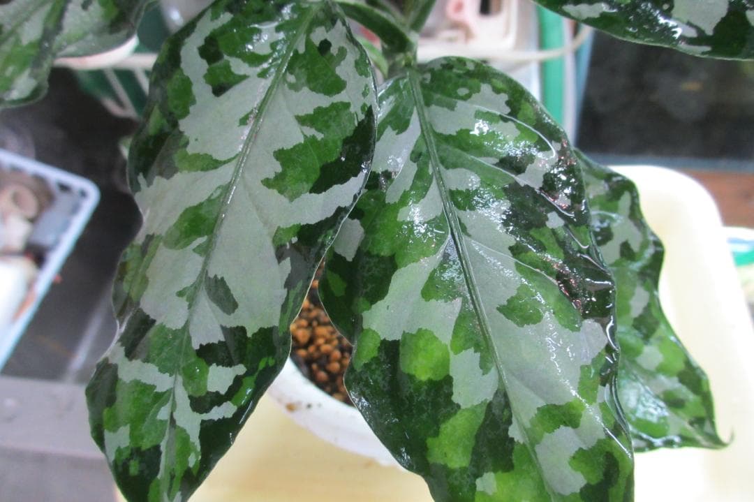 ☆ アグラオネマ アンダマン諸島 ポートブレア 北部地域　出射便 　黄3 ☆