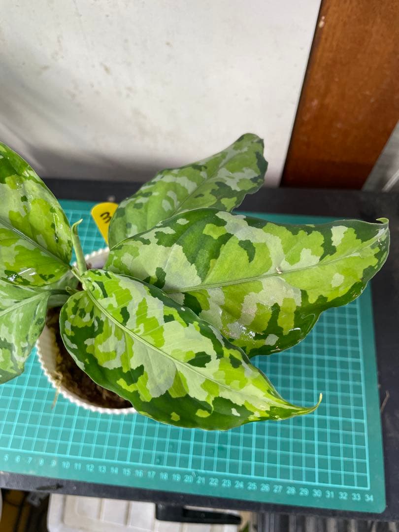 ☆ アグラオネマ アンダマン諸島 ポートブレア 北部地域　出射便 　黄3 ☆