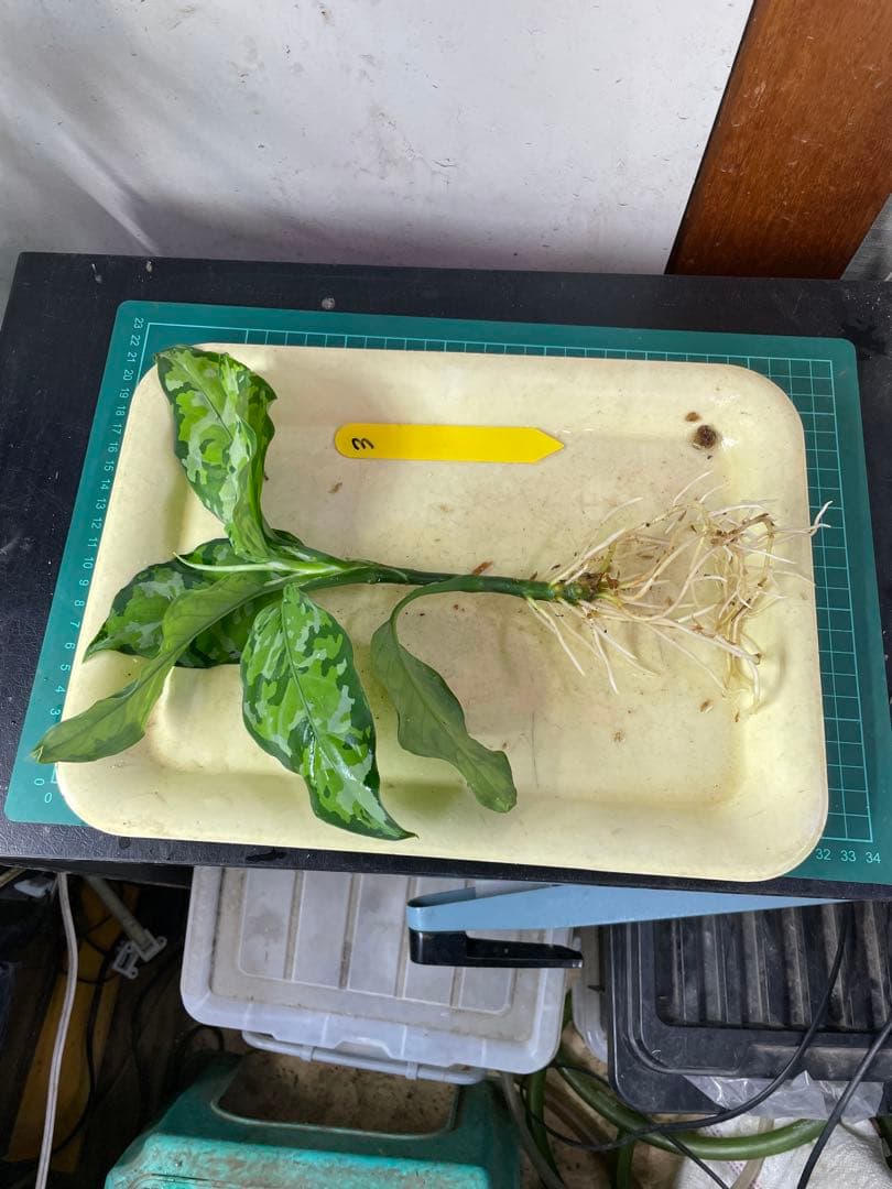 ☆ アグラオネマ アンダマン諸島 ポートブレア 北部地域　出射便 　黄3 ☆