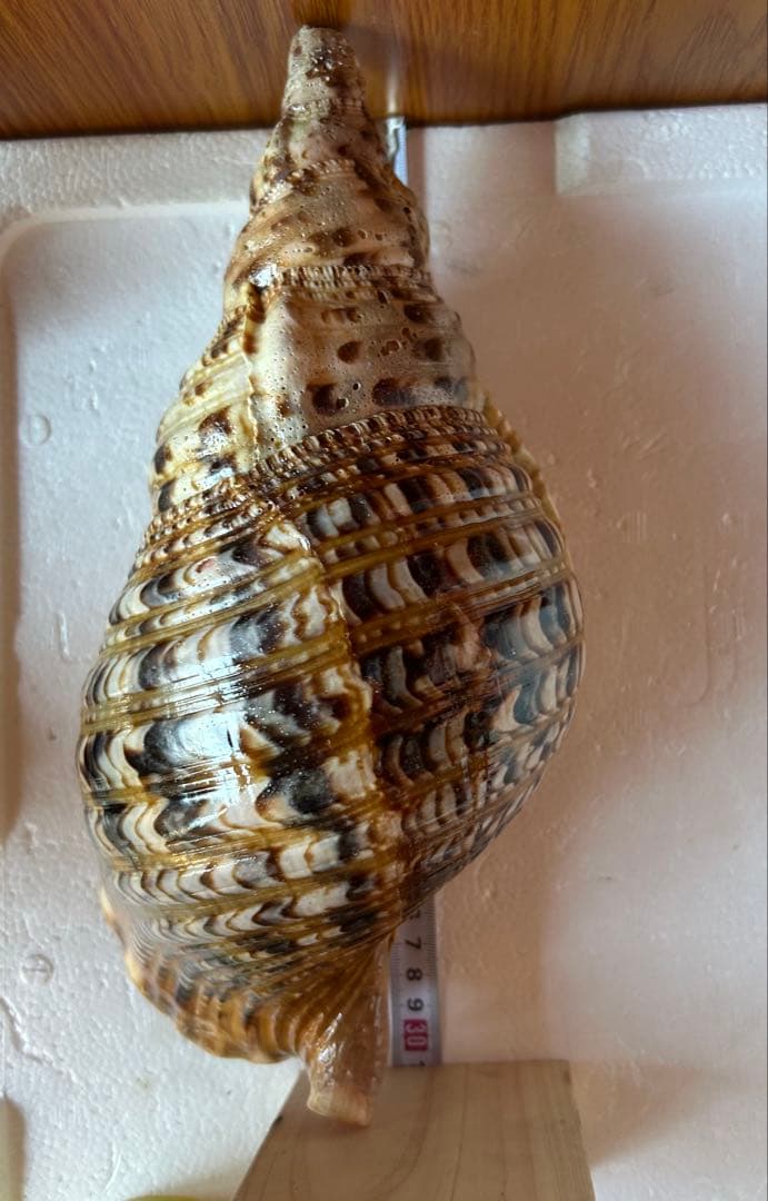法螺貝31cm