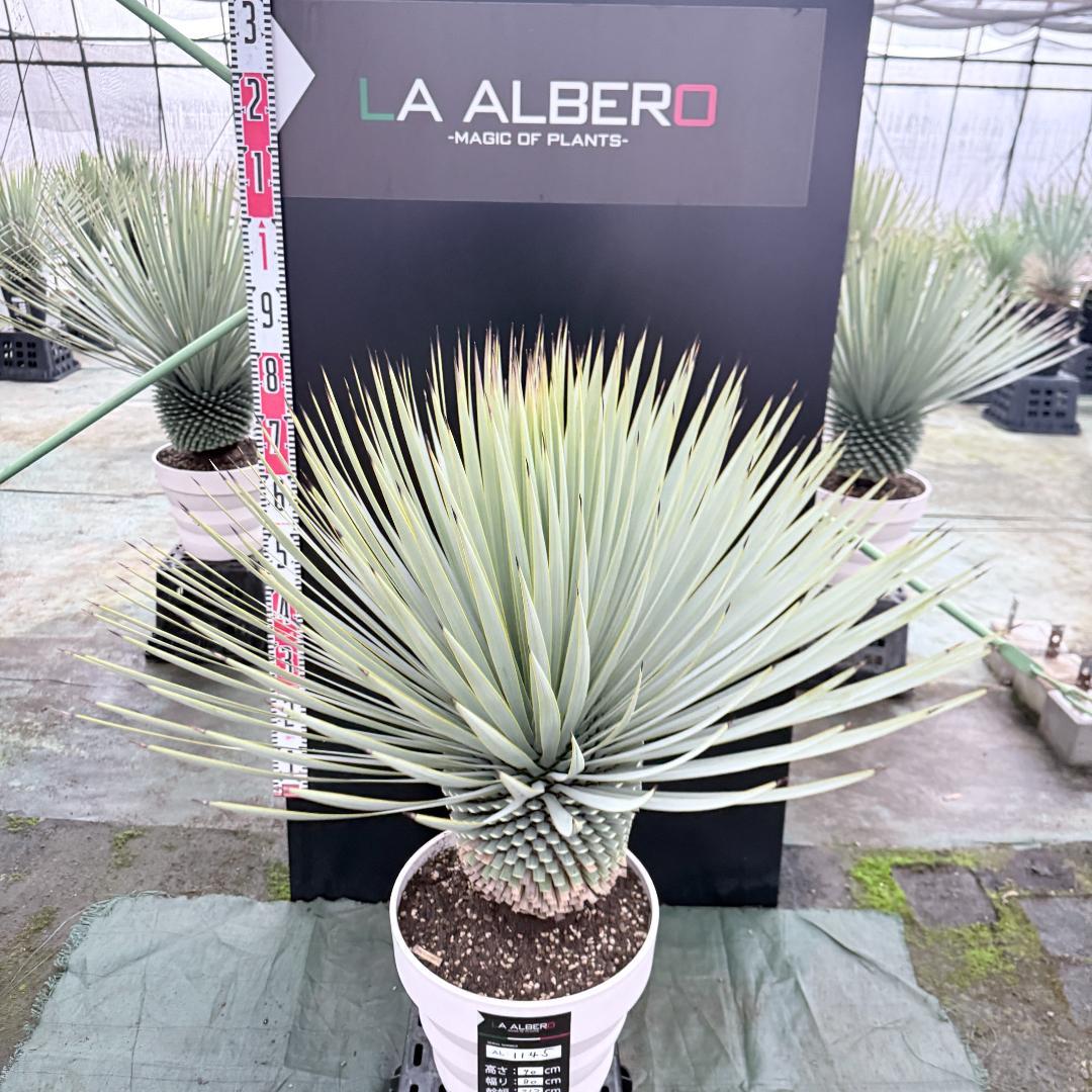 【AL1145】ユッカ　ロストラータ　ホワイト個体　【ALBEROホワイト祭り】