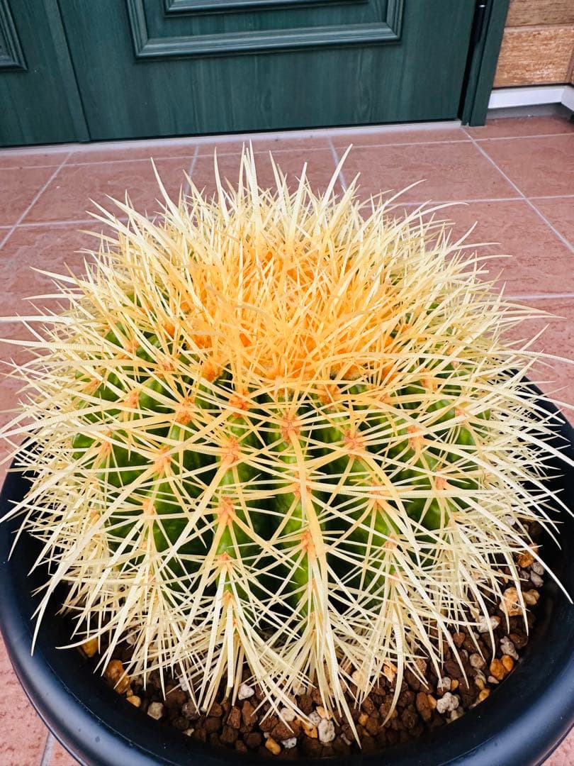 サボテン　金鯱【B】オレンジ色濃いめ　美株　ドライガーデン　ガーデニング