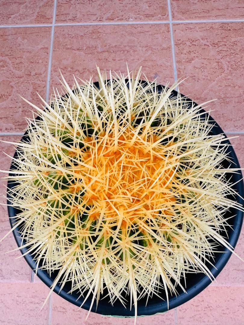 サボテン　金鯱【B】オレンジ色濃いめ　美株　ドライガーデン　ガーデニング