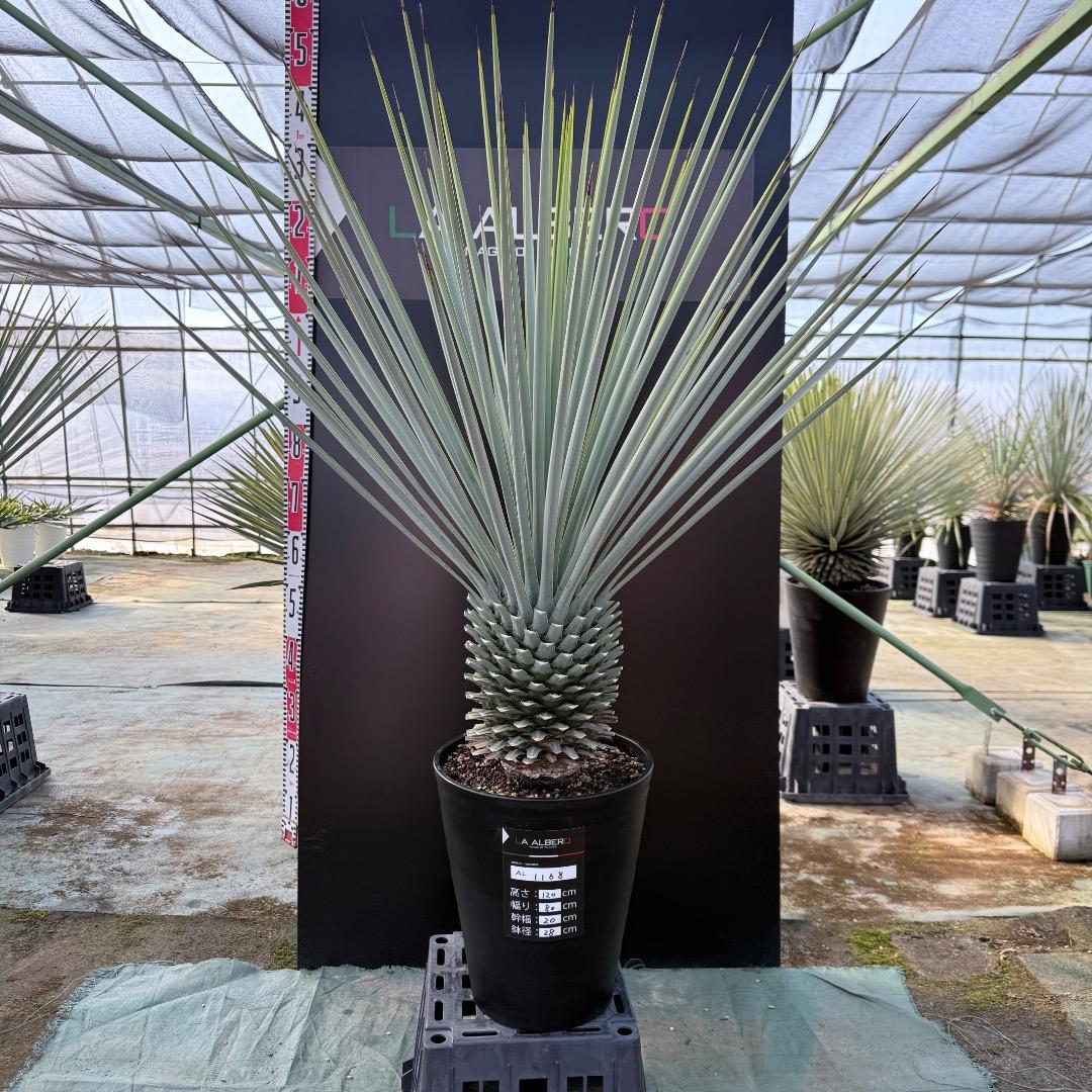 【AL1168】ユッカ　リギダ