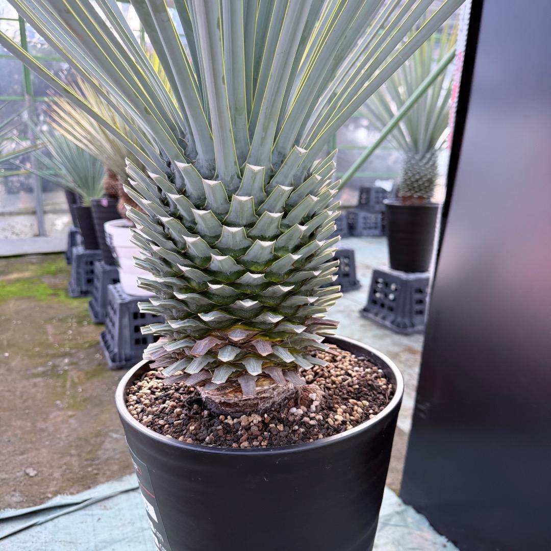 【AL1168】ユッカ　リギダ