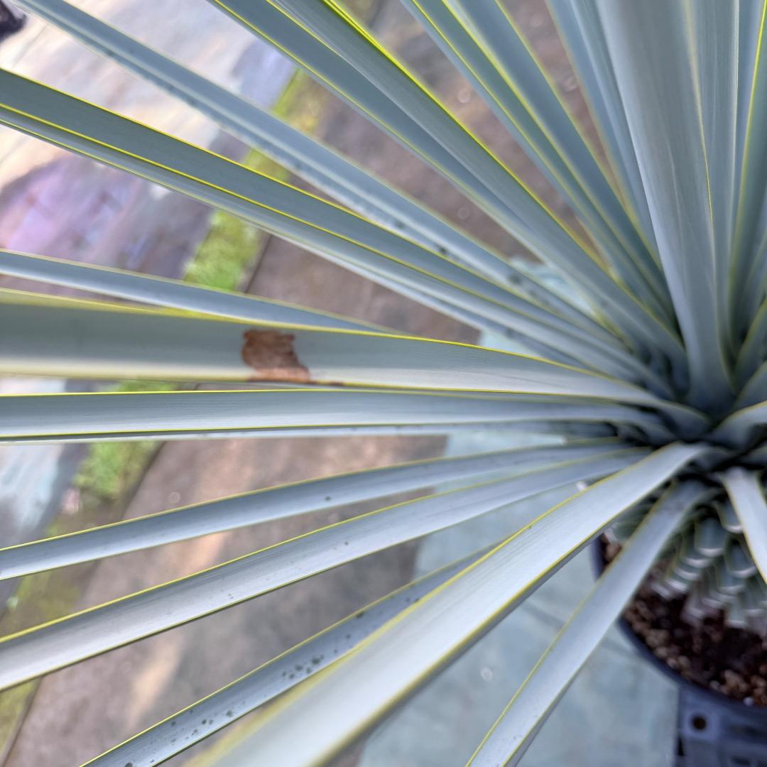 【AL1168】ユッカ　リギダ