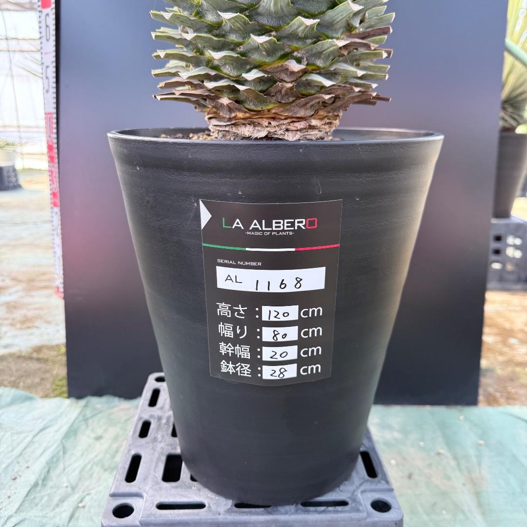 【AL1168】ユッカ　リギダ