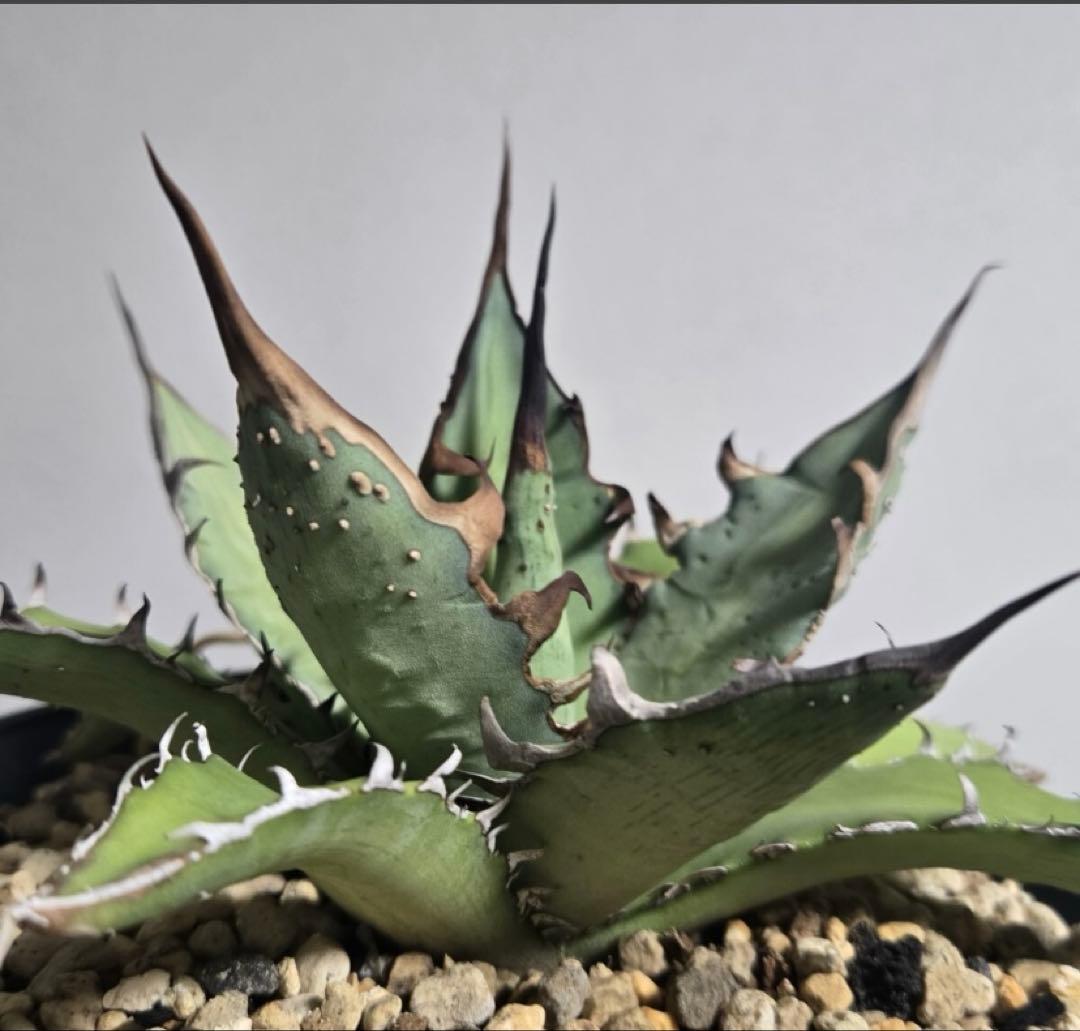 アガベ　ハイブリッド　姫厳龍　キシロナカンサ　Doragon Agave
