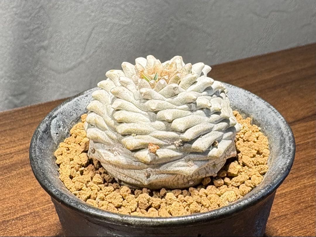 ユーフォルビア オベサ鉄甲 オベ鉄★抜き苗★