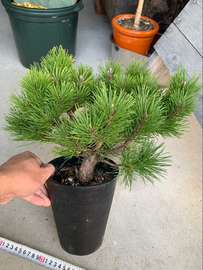 【安心の生産者仕入れ】八房黒松　※お届け早いメルカリ便※