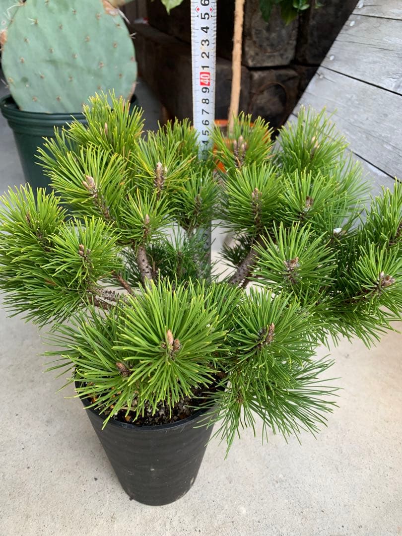 【安心の生産者仕入れ】八房黒松　※お届け早いメルカリ便※