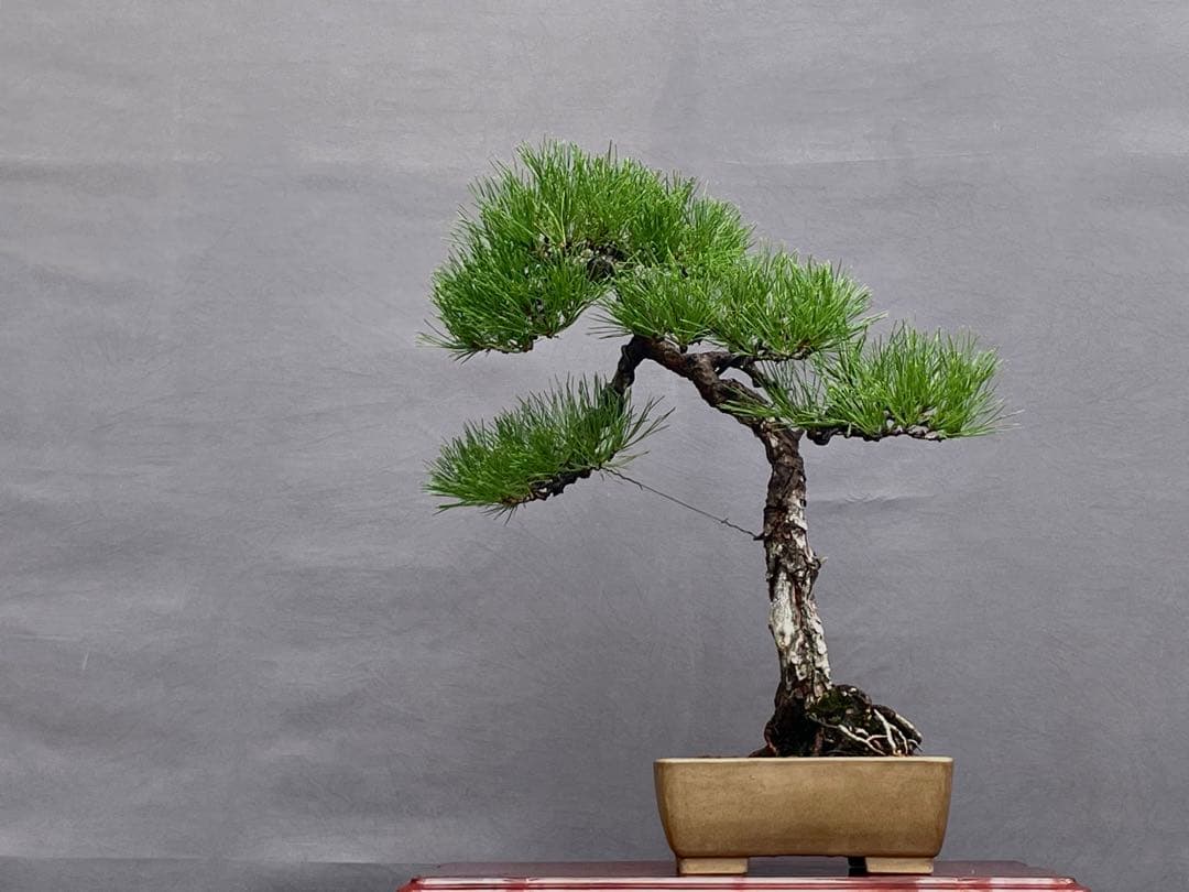 三河盆栽　黒松　盆栽　文人