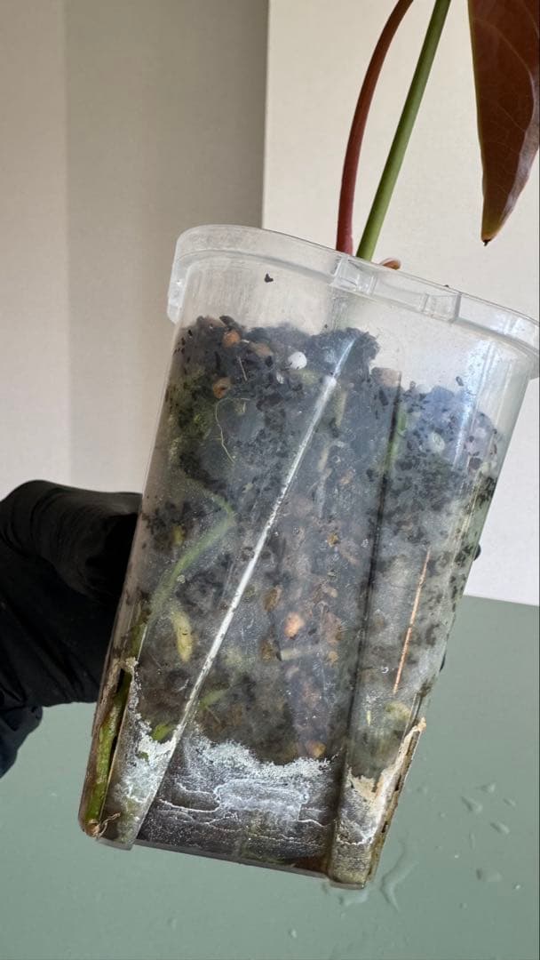 真っ赤な新葉展開中です Anthurium Regale x Luxurians