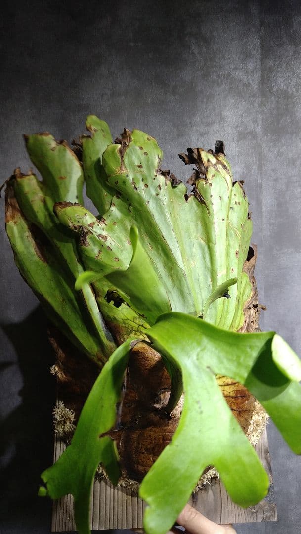 P.coronarium WILD from Hat Yai コロナリウム