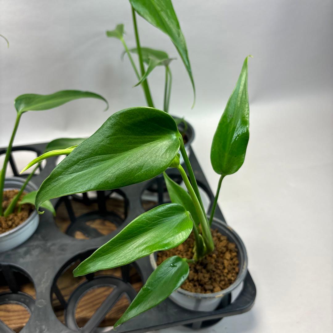 に*y様 モンステラ バールマルクスフレーム　lsw672