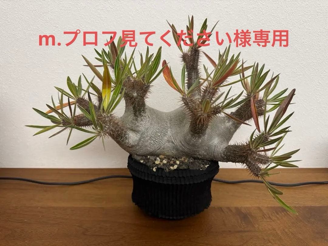 パキポディウム　グラキリス　現地球　コーデックス　塊根植物　D.I.P.