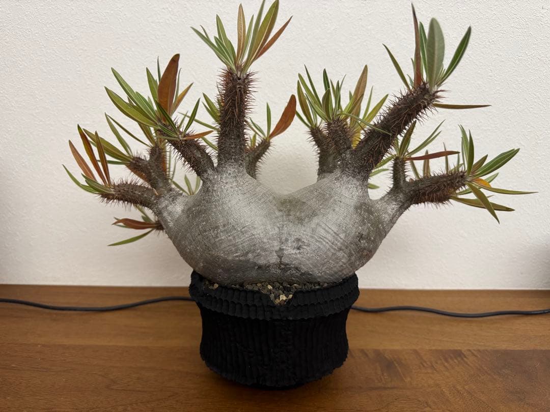 パキポディウム　グラキリス　現地球　コーデックス　塊根植物　D.I.P.