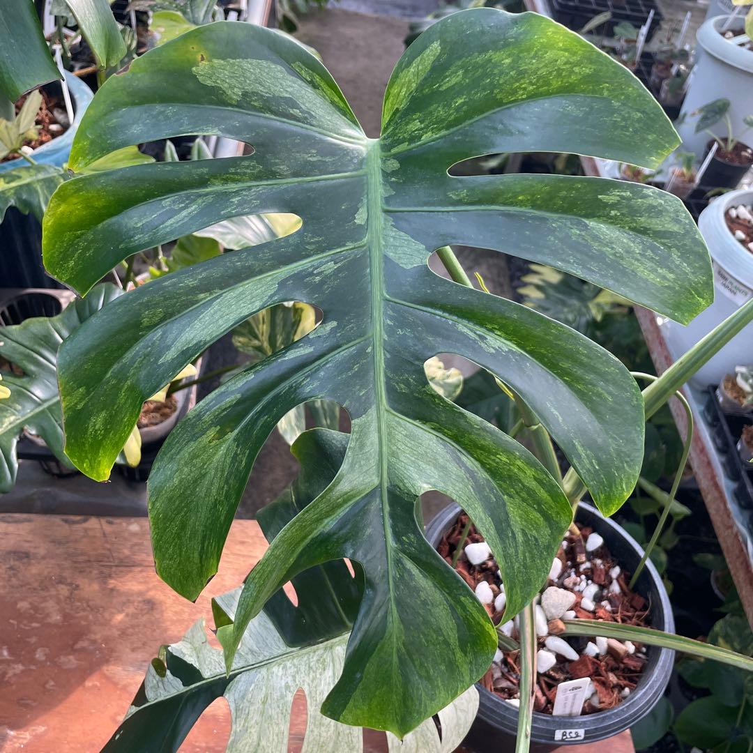 BS2 モンステラ　ボルギシアナ　x デリシオーサ　ミント　美斑入り株