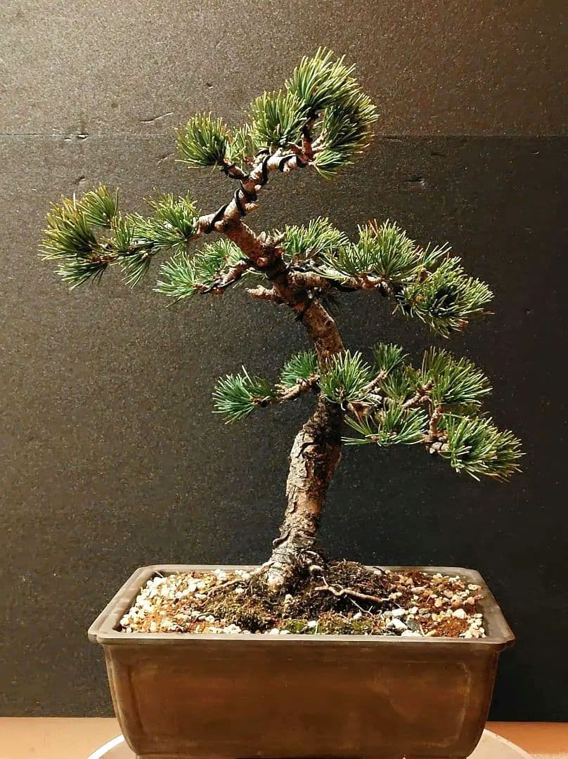 那須五葉松盆栽！