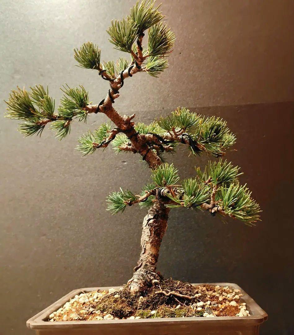 那須五葉松盆栽！