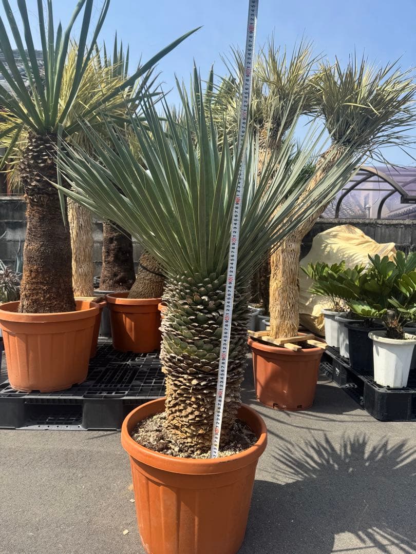 極太 ロストラータ ユッカ ダシリリオン フィリフェラ アロイフォリア