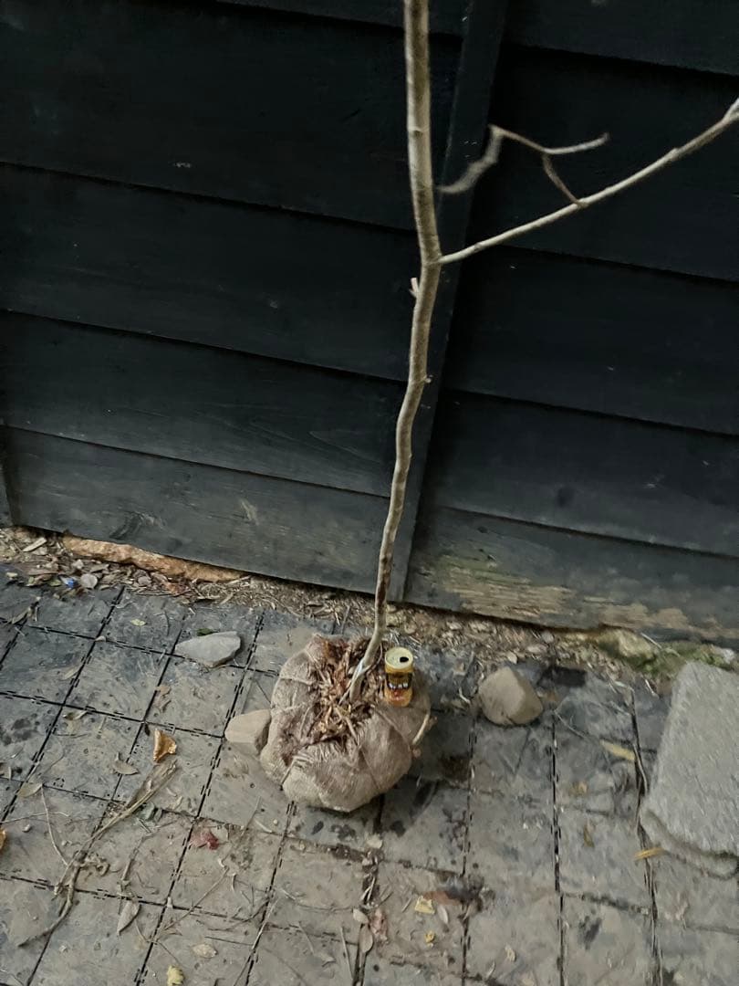 200 山採り　マンサク