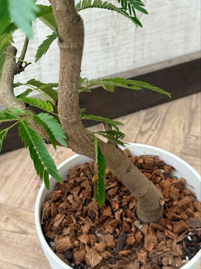 【ma7sa1 様】 エバーフレッシュ♪ 105cm 沖縄産原木◦太幹♪