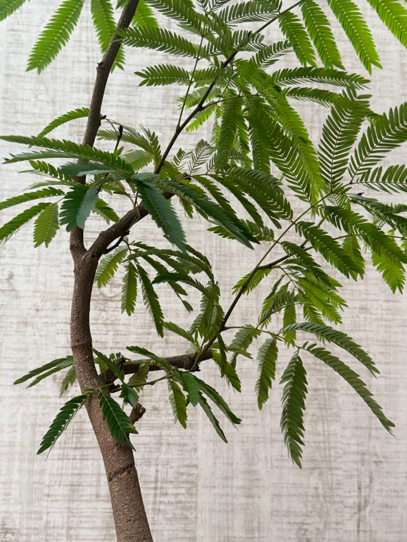 【ma7sa1 様】 エバーフレッシュ♪ 105cm 沖縄産原木◦太幹♪