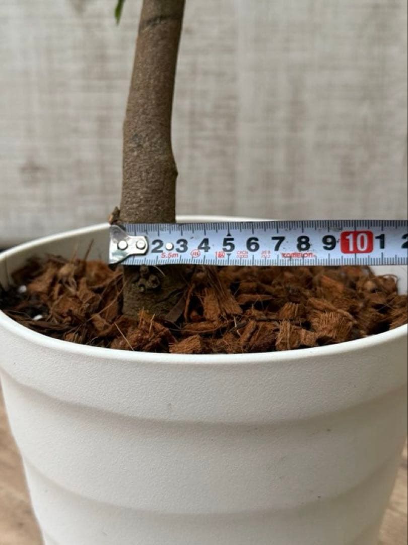 【ma7sa1 様】 エバーフレッシュ♪ 105cm 沖縄産原木◦太幹♪