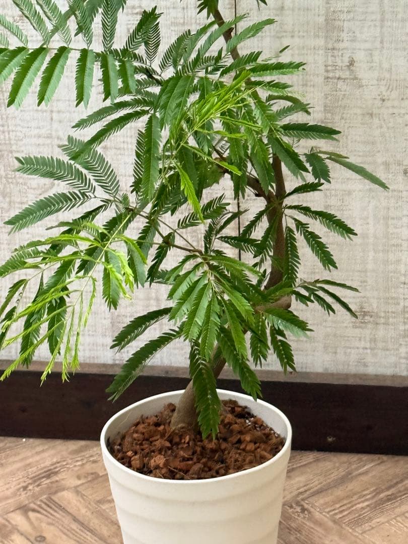 【ma7sa1 様】 エバーフレッシュ♪ 105cm 沖縄産原木◦太幹♪