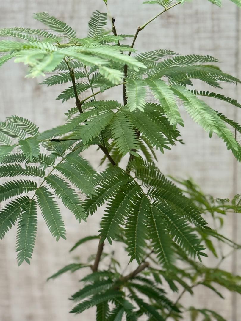 【ma7sa1 様】 エバーフレッシュ♪ 105cm 沖縄産原木◦太幹♪