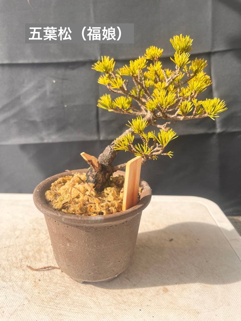 五葉松盆栽（福娘） 10%OFF‼️