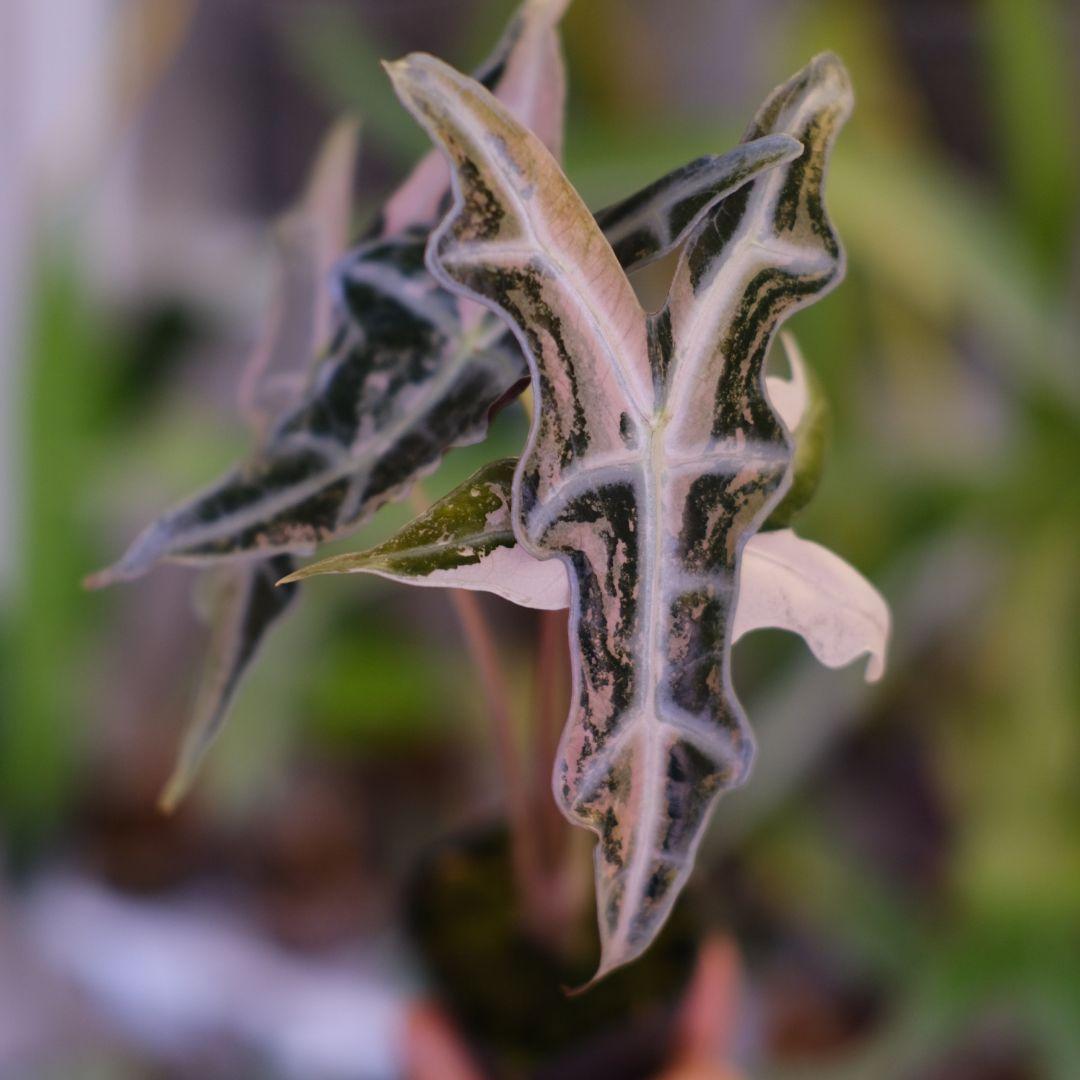 Alocasia Nobillis Pink\