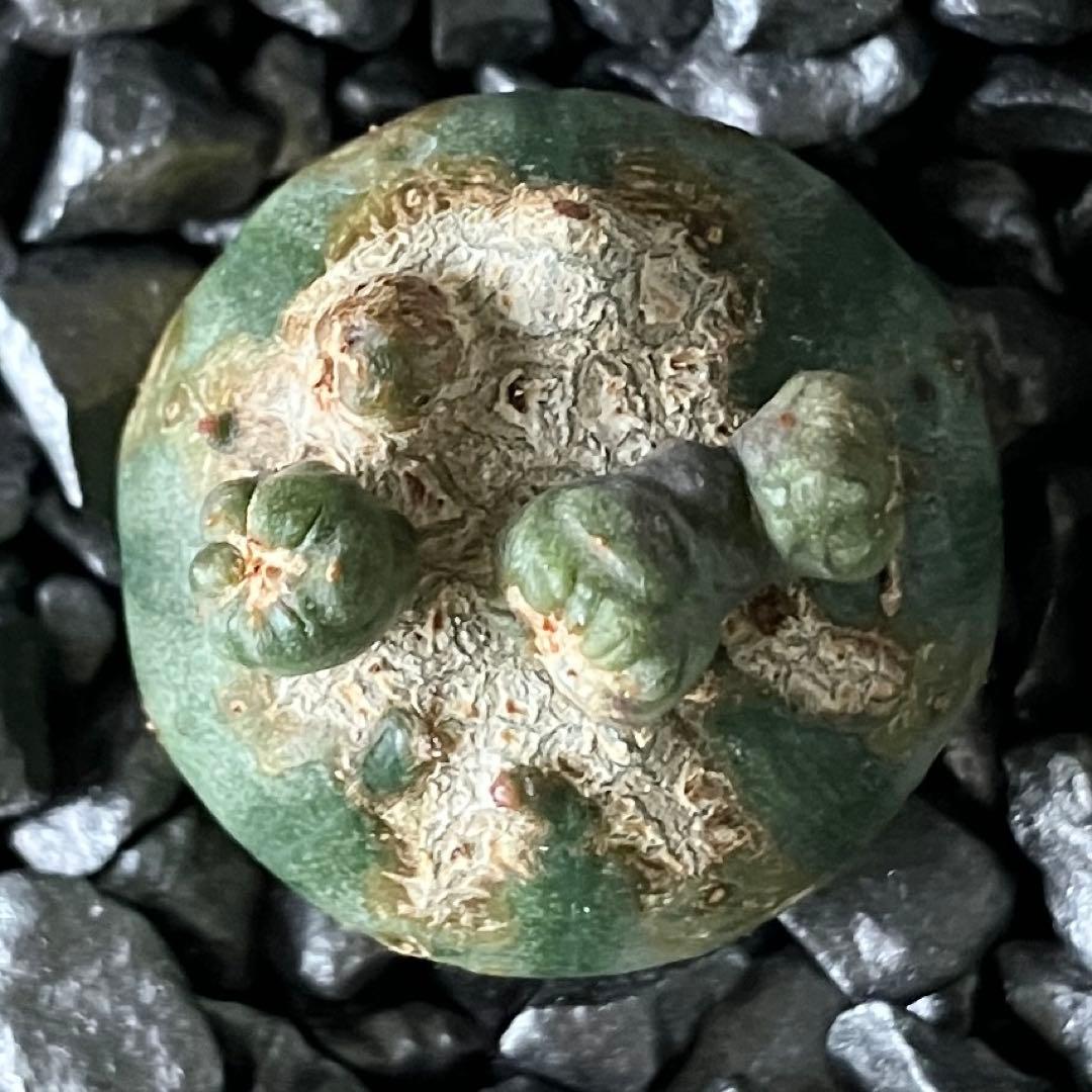 あ*様 B15567★オークション販売★ユーフォルビア オベサ 選抜成長点潰れモ