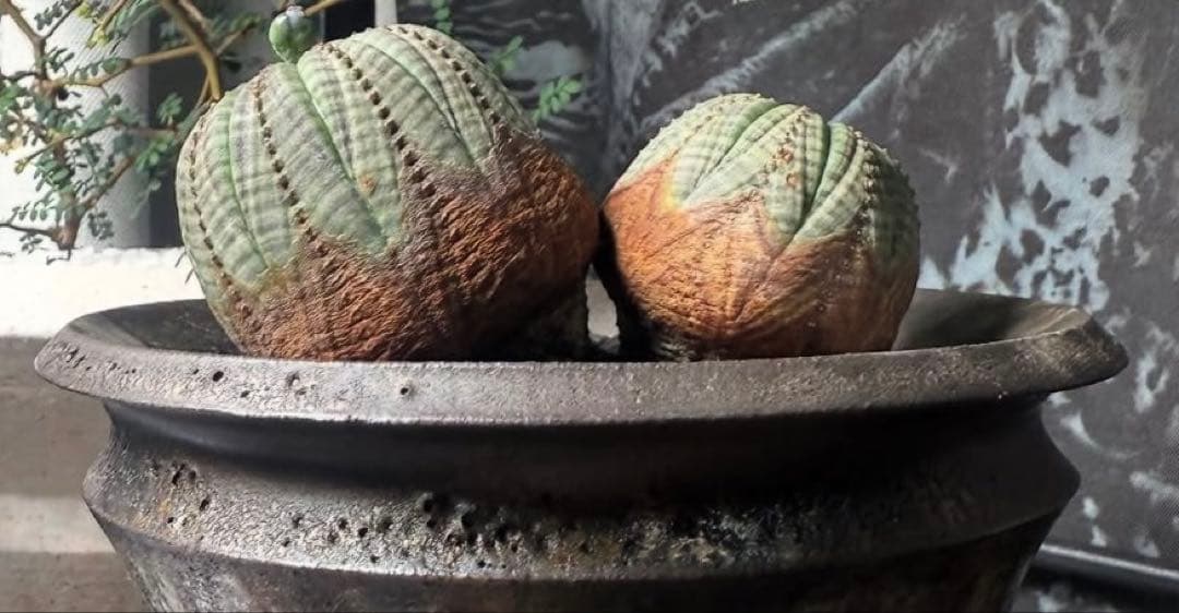 ユーフォルビアオベサ