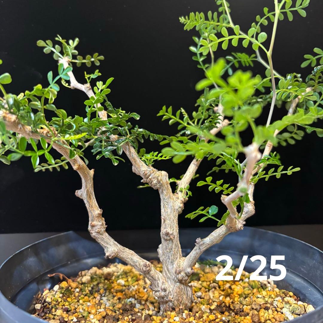 【鉢のまま宅急便発送】パキプス　根挿し株【24003】