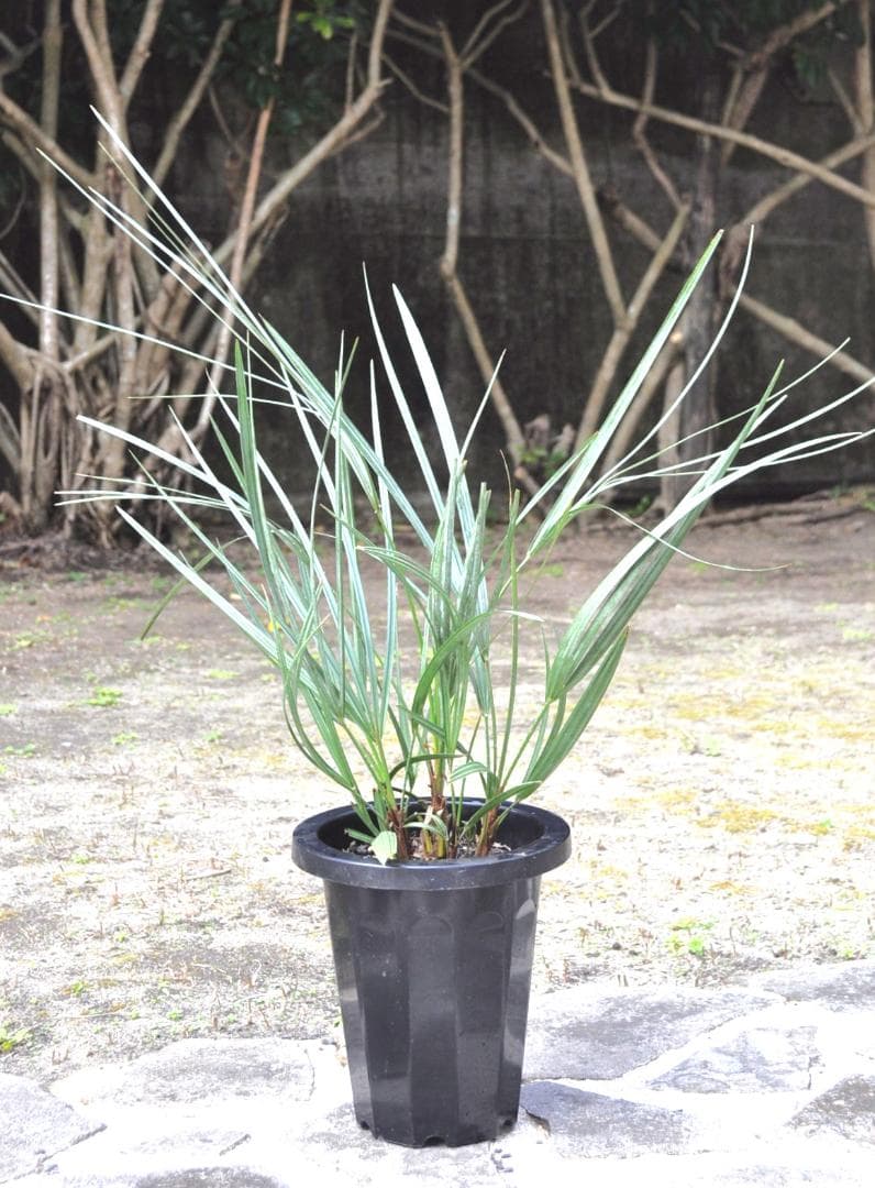 チャメロプス セリフェラ ７号80cm