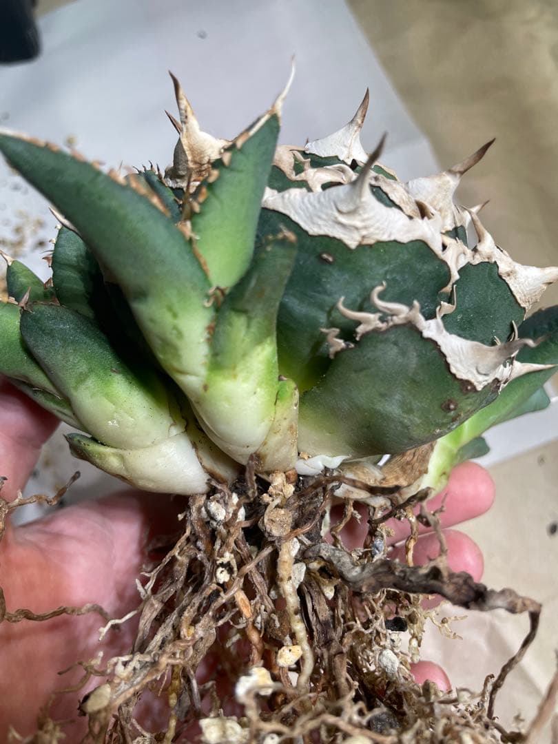 【清櫻】 Lize血統、OC直子、発根済み子株⑦