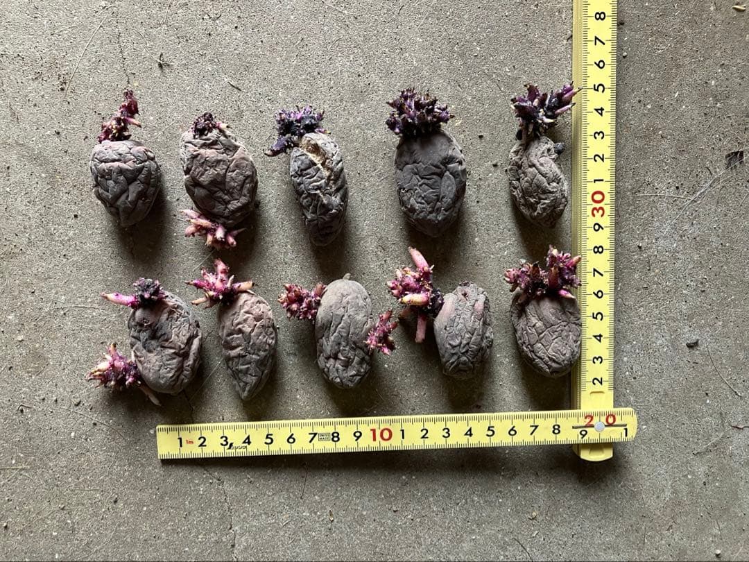 肥料農薬不使用　グラウンドペチカ　タワラマゼラン　種芋にもどうぞ◎