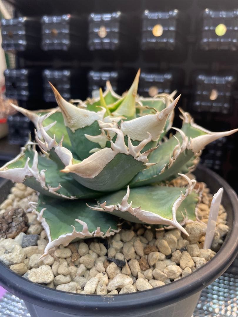 アガベ　チタノタ　ホオジロザメ　大白鯊　CJスペシャル ⑤