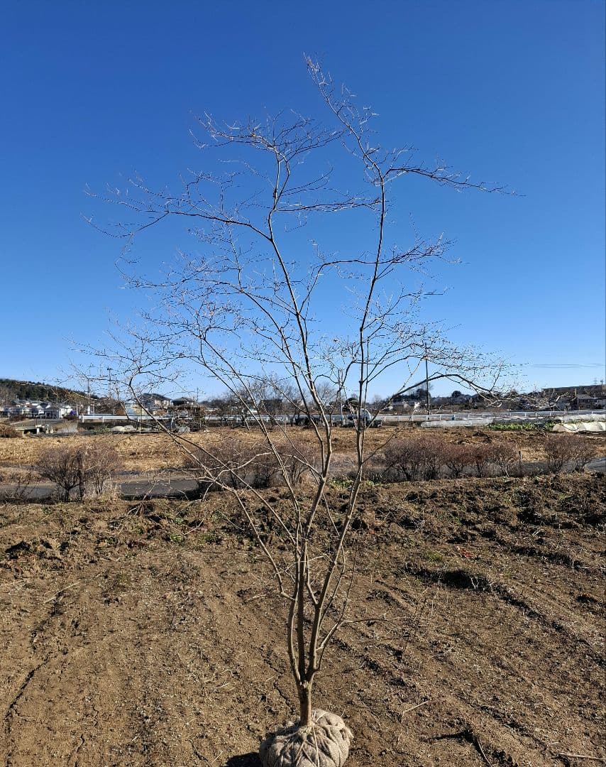 希少 ドウダンツツジ 山彩り ――雑木 アオダモ アオハダ もみじ かえで――