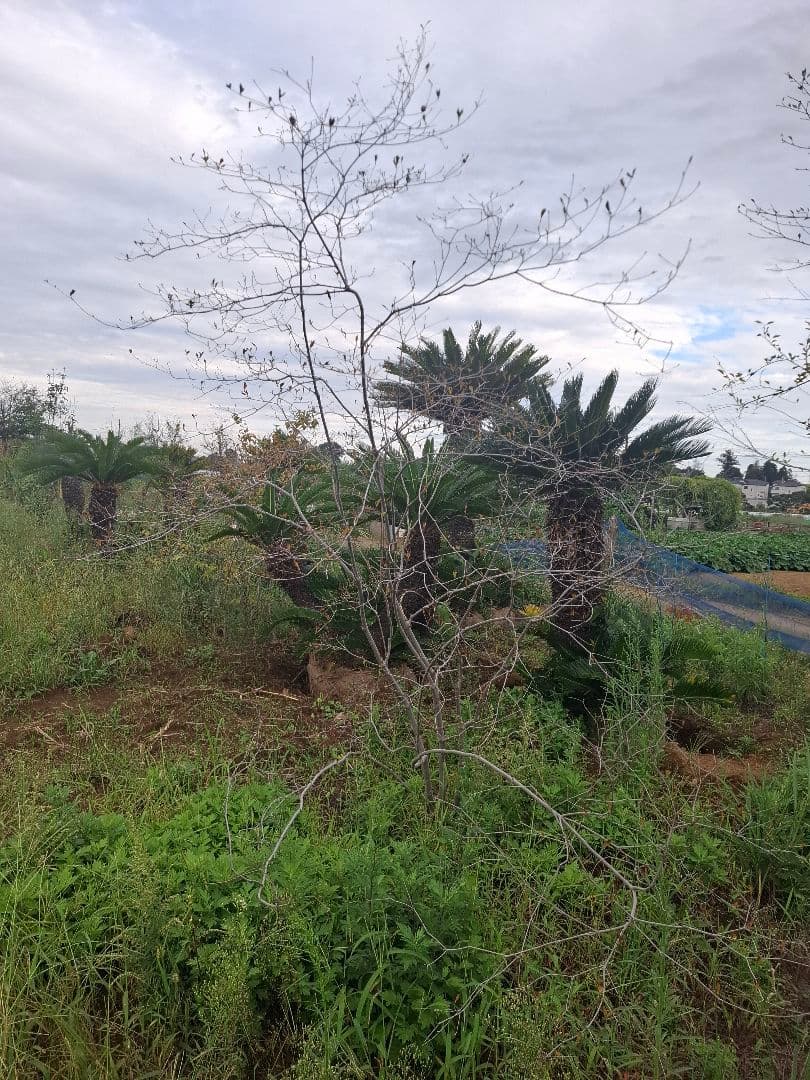 希少 ドウダンツツジ 山彩り ――雑木 アオダモ アオハダ もみじ かえで――