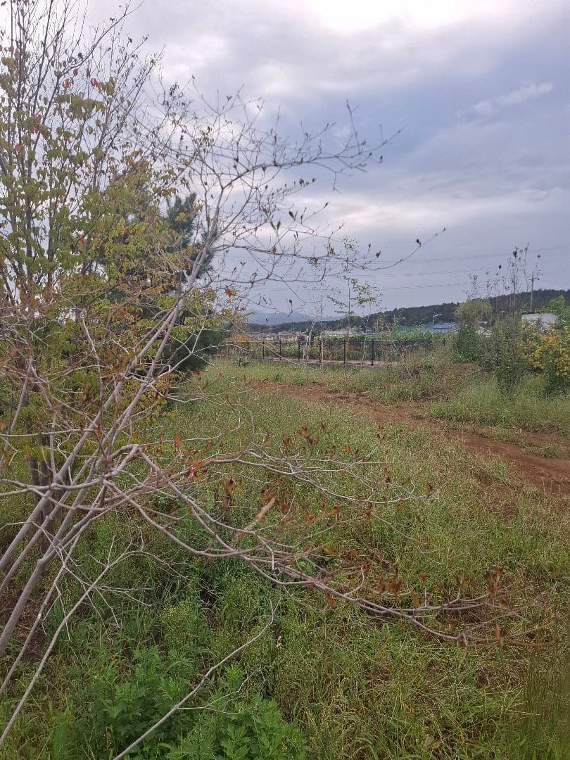 希少 ドウダンツツジ 山彩り ――雑木 アオダモ アオハダ もみじ かえで――