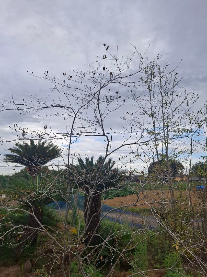 希少 ドウダンツツジ 山彩り ――雑木 アオダモ アオハダ もみじ かえで――